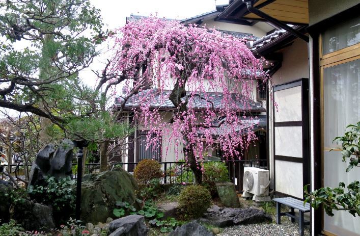 庭木の移植と撤去: 二世帯住宅けんちく日記